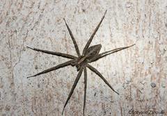Pisaura mirabilis