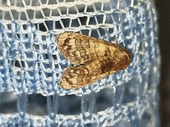 Chlumetia transversa