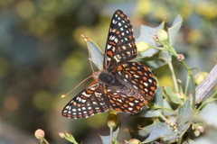 Euphydryas chalcedona klotsi