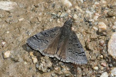 Erynnis brizo