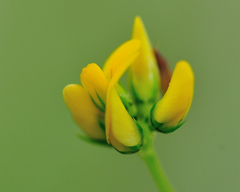 Trifolium dubium