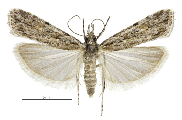 Scoparia chalicodes