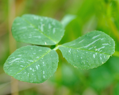 Trifolium dubium