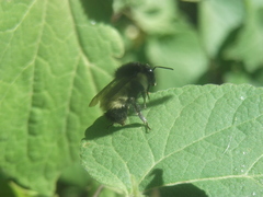 Bombus weisi