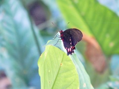 Mimoides ilus branchus