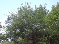 Erythroxylum havanense