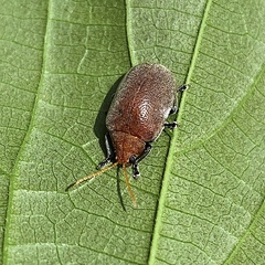 Menippus cynicus