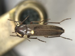 Enchodes sericea