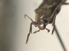 Enchodes sericea