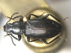 Xylopinus saperdoides