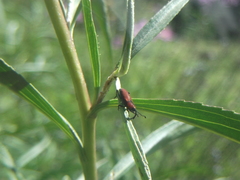 Rhodobaenus sanguineus