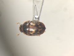 Cryptarcha concinna
