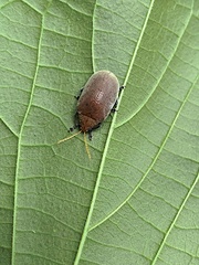 Menippus cynicus