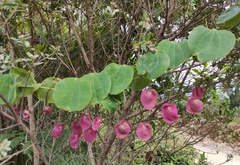 Passiflora membranacea