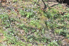 Hydrophyllum capitatum thompsonii