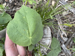 Allowissadula holosericea