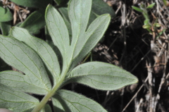 Hydrophyllum capitatum thompsonii