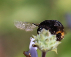 Habropoda tristissima