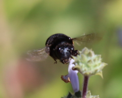 Habropoda tristissima