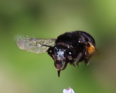 Habropoda tristissima