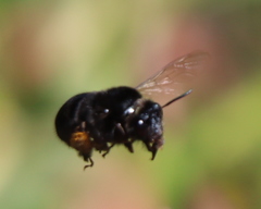 Habropoda tristissima