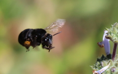 Habropoda tristissima