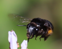 Habropoda tristissima