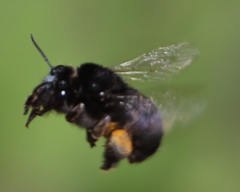 Habropoda tristissima