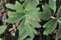 Hydrophyllum capitatum thompsonii