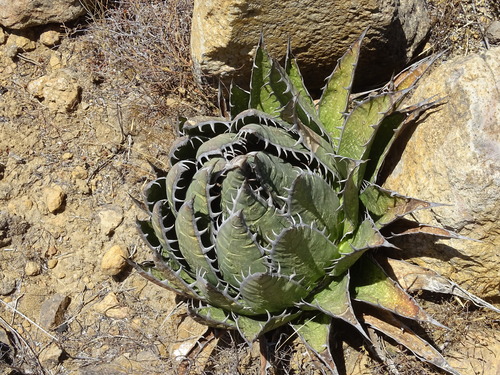 Agave horrida
