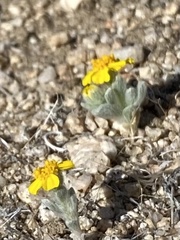 Eriophyllum wallacei