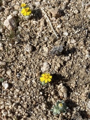Eriophyllum wallacei