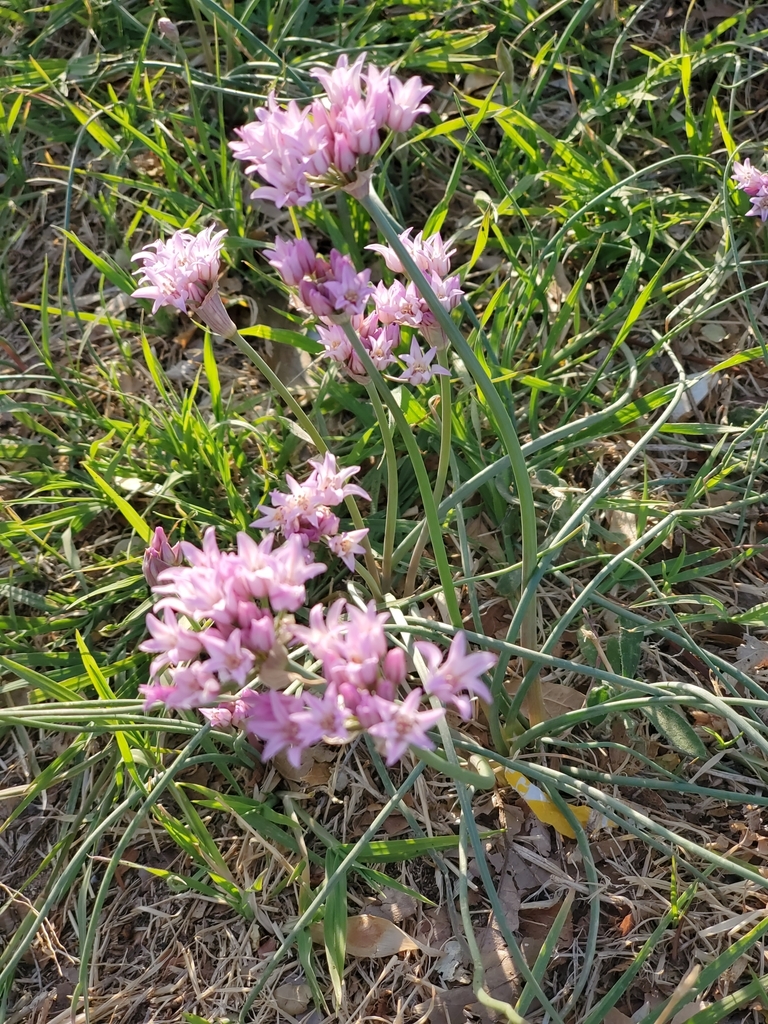 Drummond's Onion from Benson, Lubbock, TX 79415, USA on April 01