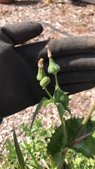 Sonchus oleraceus