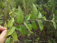 Asterohyptis stellulata