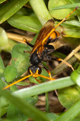 Cryptocheilus australis