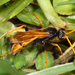 Golden Spider Wasp - Photo (c) Alex Hague, some rights reserved (CC BY-NC), uploaded by Alex Hague