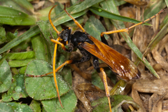 Cryptocheilus australis