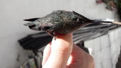 Sephanoides sephaniodes