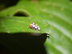 Adippe