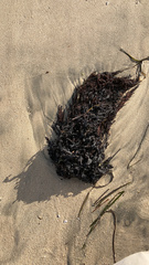 Stephanocystis setchellii