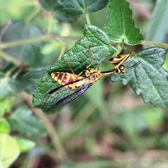 Spaminta minjerribae