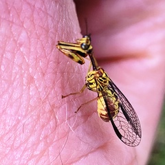 Spaminta minjerribae