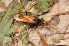 Cryptocheilus australis