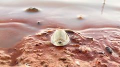 Triops australiensis