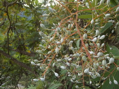 Bocconia arborea