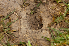 Cryptocheilus australis