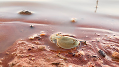 Triops australiensis