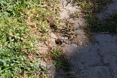 Cryptocheilus australis