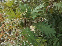 Bocconia arborea